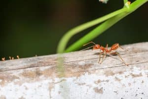 שימו את הייאוש בצד, יש מה לעשות נגד נמלים בבית ובגינה