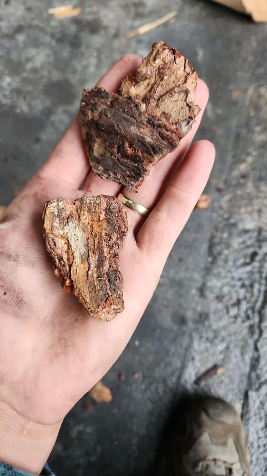 שבבי עץ לחיפוי קרקע שק 50 ליטר